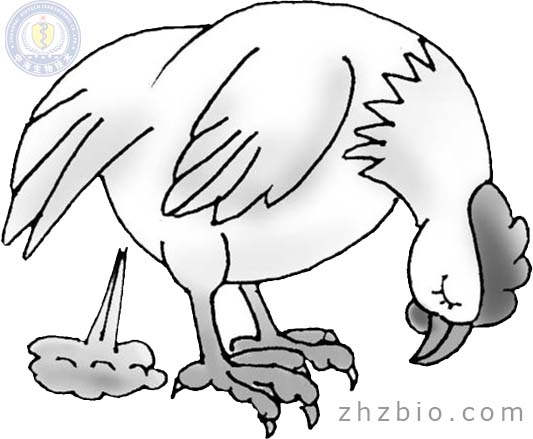 雞新城疫(雞瘟)發(fā)病癥狀和預(yù)防治療辦法